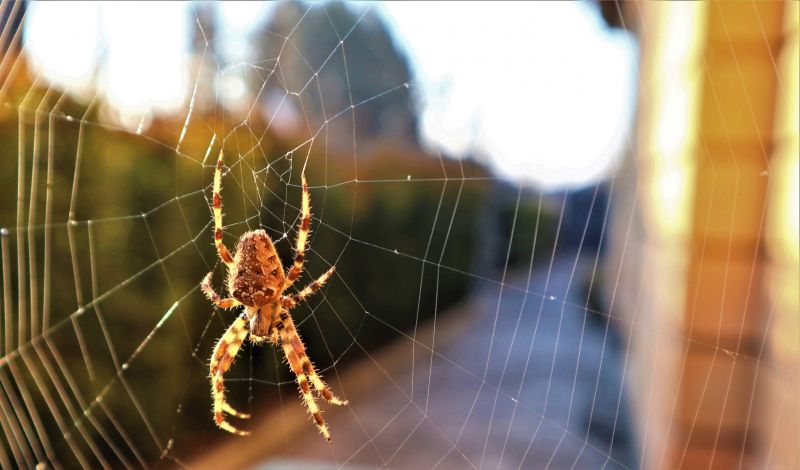 Common Spiders Extermination in Mckinney, TX