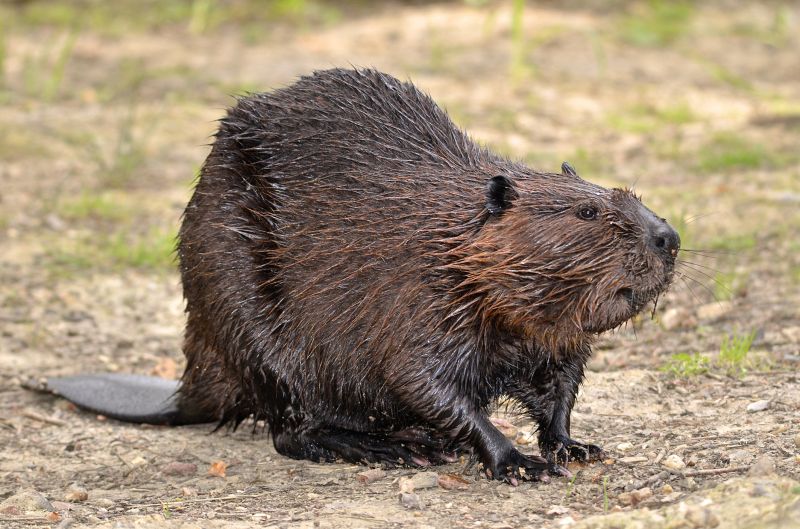 How Beaver Activity Alters Water Flow Near Residential Areas