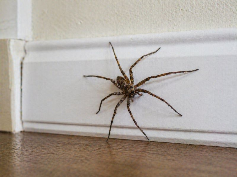 Huntsman Spider Extermination in Frisco, TX