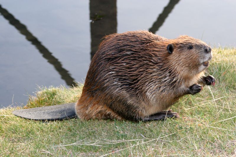 Why Beavers Target Culverts And Drainage Channels Near Homes