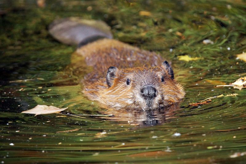 Why Beavers Target Culverts And Drainage Channels Near Homes