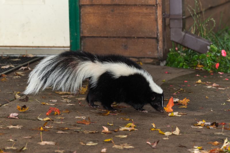 Skunk Dens